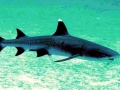 Whitetip Reef Shark