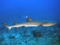 Whitetip Reef Shark