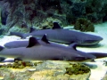 Whitetip Reef Shark