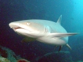 Whitetip Reef Shark