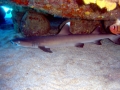 Whitetip Reef Shark