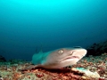 Whitetip Reef Shark