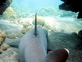 Whitetip Reef Shark