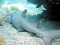 Whitetip Reef Shark