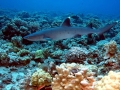 Whitetip Reef Shark