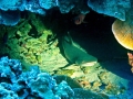 Whitetip Reef Shark