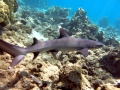 Whitetip Reef Shark