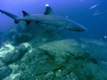 Whitetip Reef Shark