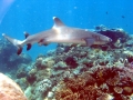 Whitetip Reef Shark