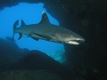 Whitetip Reef Shark