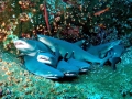 Whitetip Reef Shark