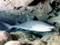 Whitetip Reef Shark