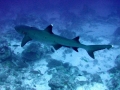 Whitetip Reef Shark