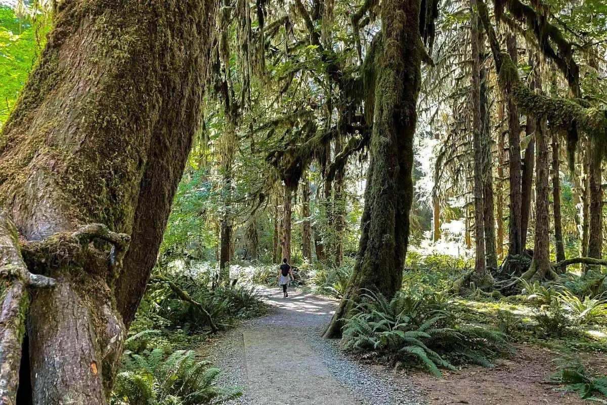 8. Hall of Moss Olympic National Park Boondocking