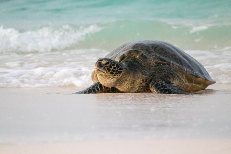 Green Sea Turtle