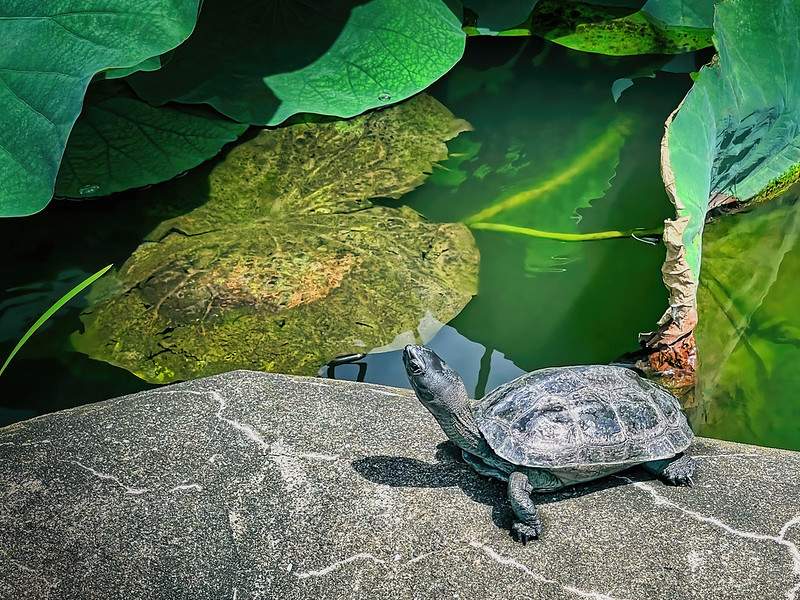 Japanese Pond Turtle