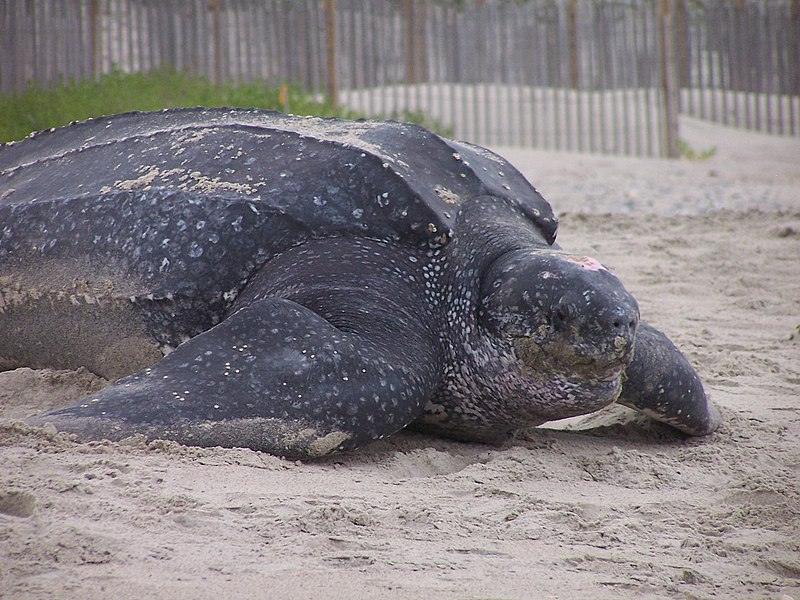 Leatherback Sea Turtle