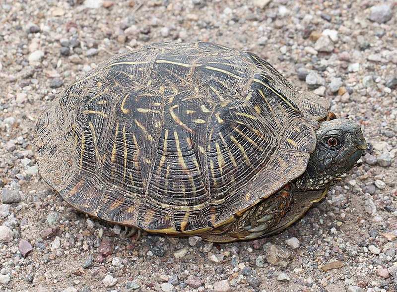 Ornate Box Turtle