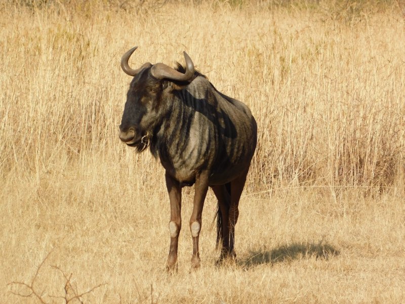 Blue Wildebeest in the Wild