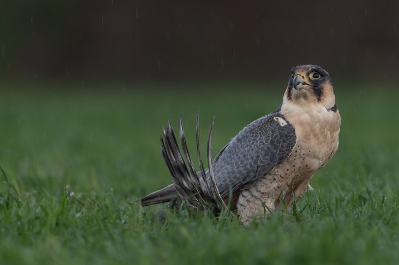 Peregrine Falcon on the Ground