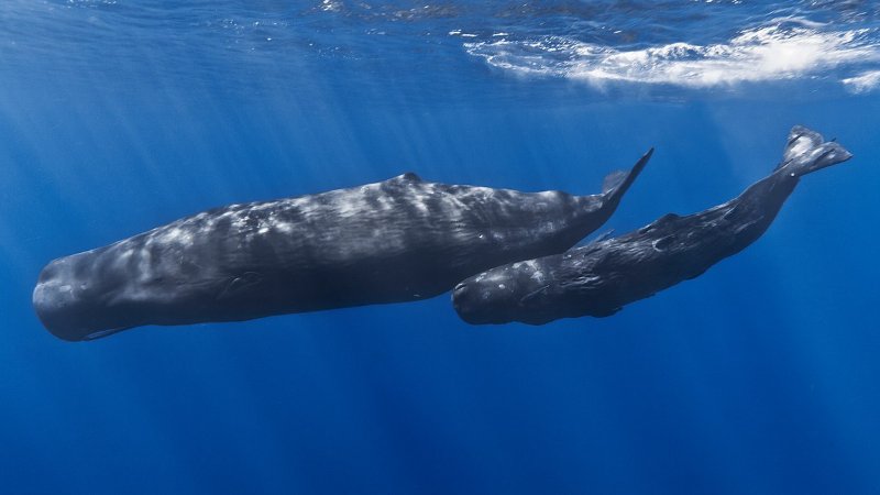 Mother and Child Sperm Whale