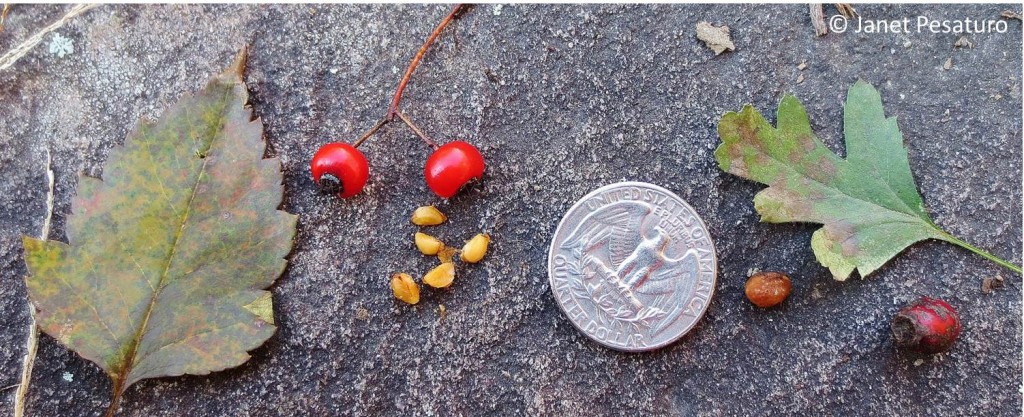 Compare leaves, berries, and seeds of Washington hawthorn (left) and single-seeded hawthorn (right)