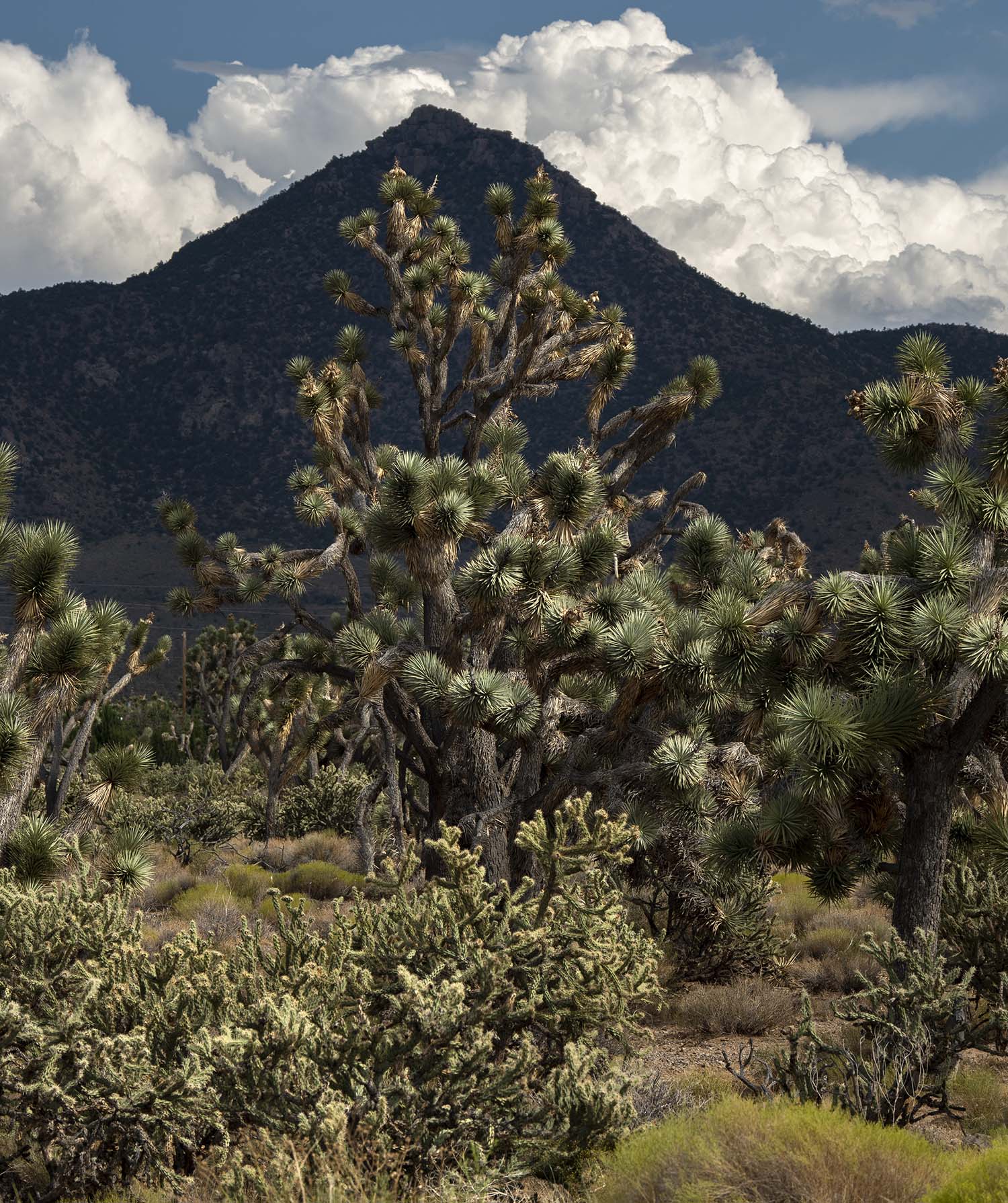 A Joshua tree in front of a mountain.