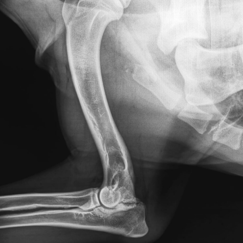 Elbow Dysplasia In Dogs