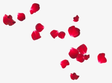 Falling Petals Png Images Free Transparent Falling Petals Download Kindpng