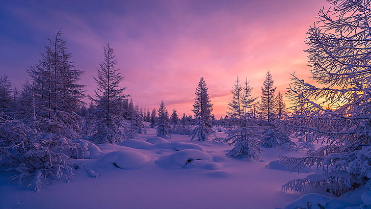 winter, snow, forest, purple, sunset, trees, snowdrift, nature, winter, snow, forest, purple, sunset, trees, snowdrift, HD wallpaper