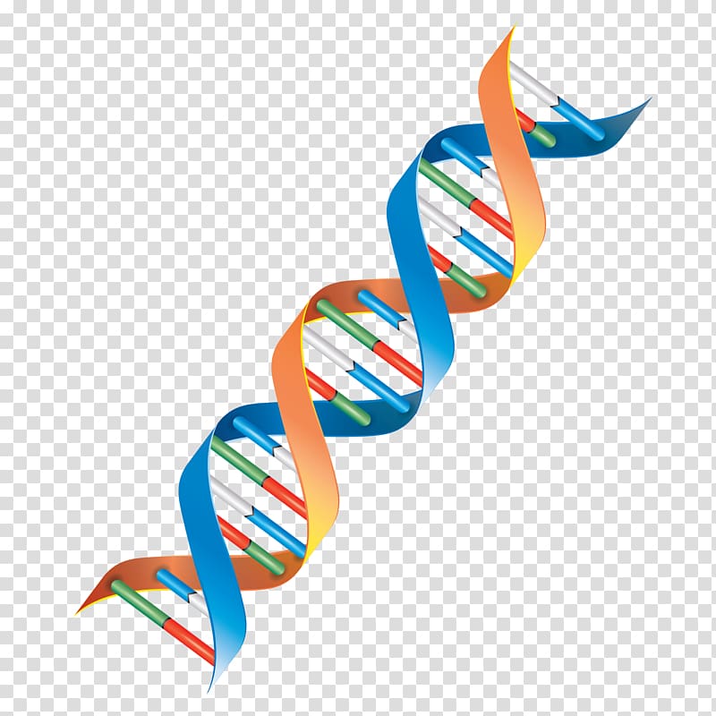 Free download | DNA Genetics Cell , others transparent background PNG ...