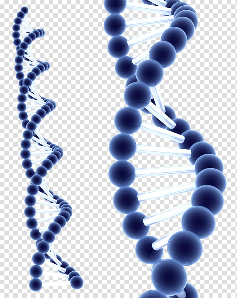 DNA illustration, DNA Homo sapiens Information Cell Biochemistry, dna ...