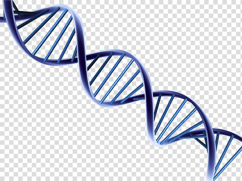 DNA transparent background PNG clipart | HiClipart