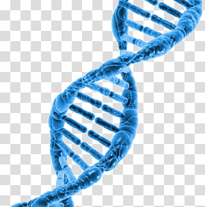 Human Genome Project Fluorescence in situ hybridization Chromosome Gene ...