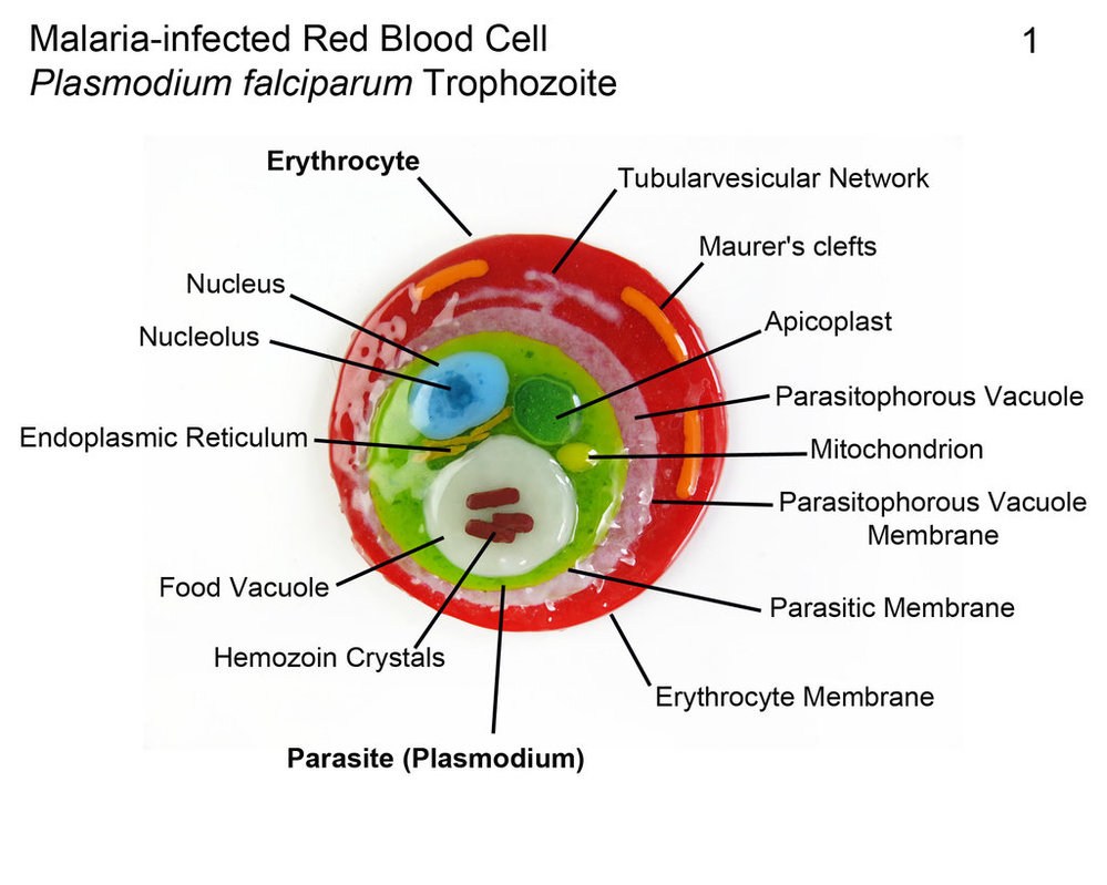 Human Red Blood Cell Diagram