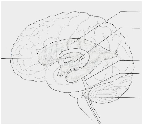 Brain Drawing With Labels at PaintingValley.com | Explore collection of ...