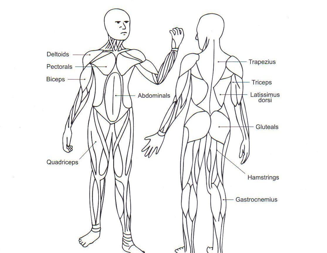 Muscular System Drawing at PaintingValley.com | Explore collection of ...