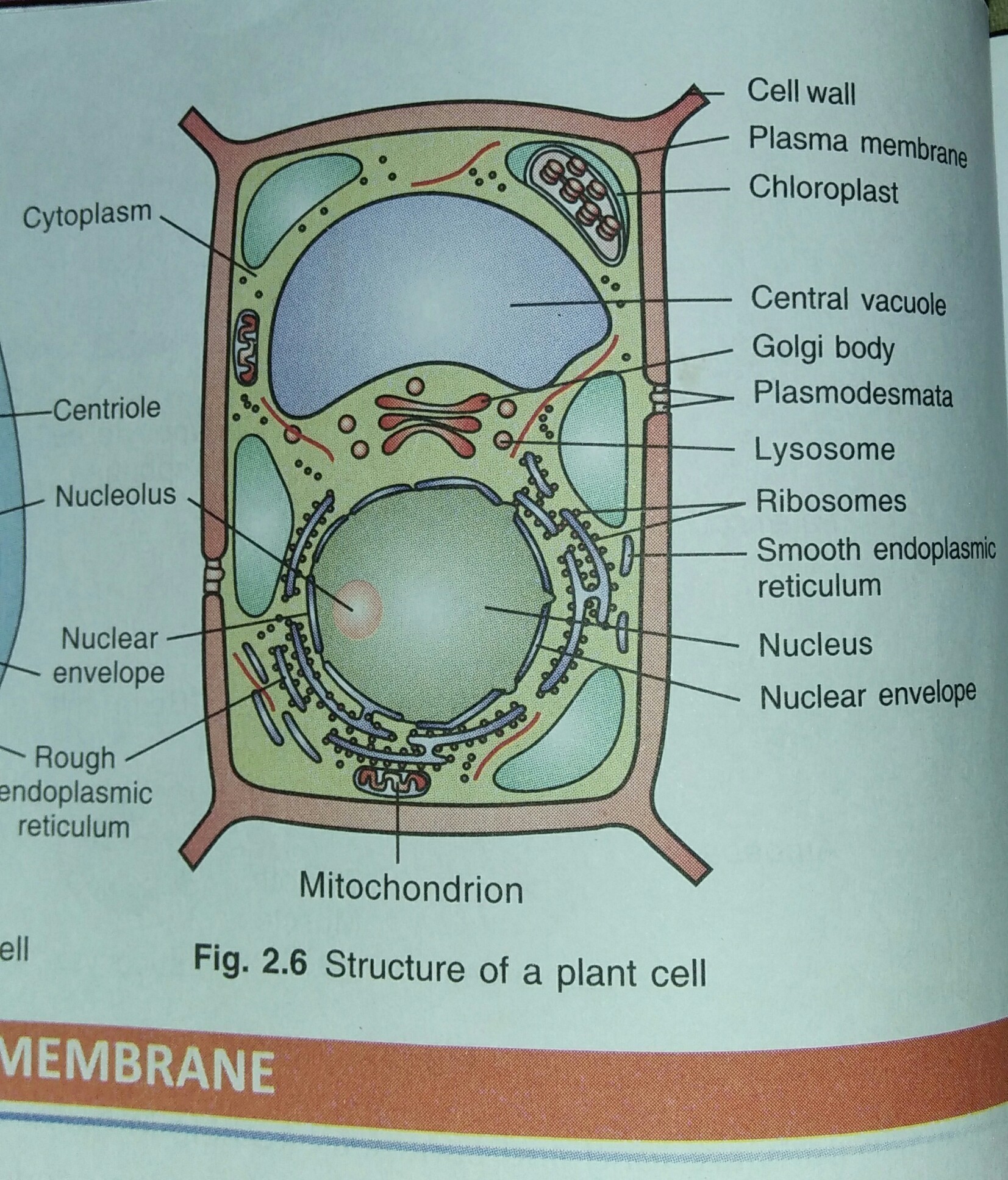 Simple Plant Cell Drawing