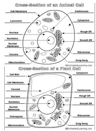 Animal Cell Sketch at PaintingValley.com | Explore collection of Animal ...