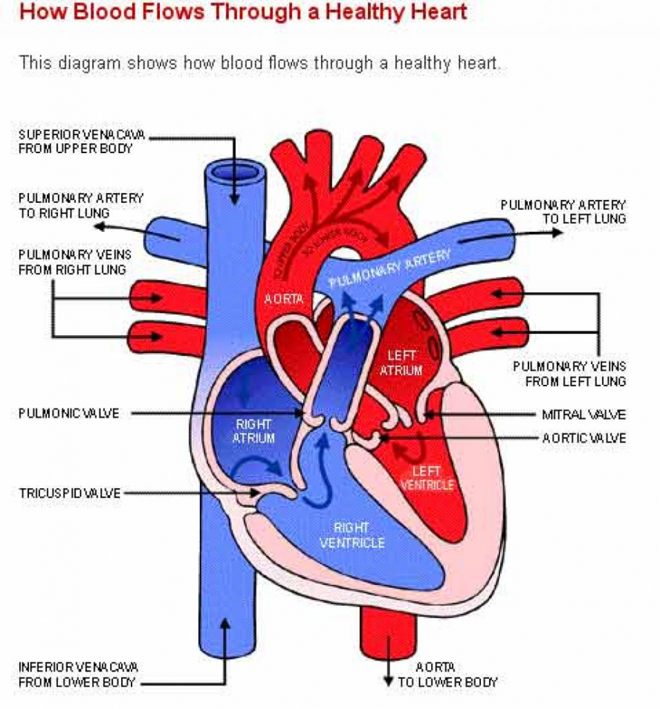 Heart Simplified Diagram