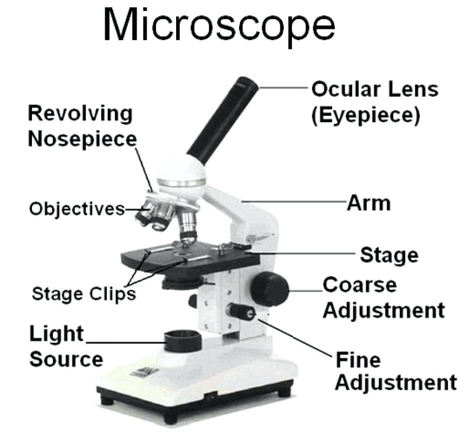 Parts Of Microscope With Diagram