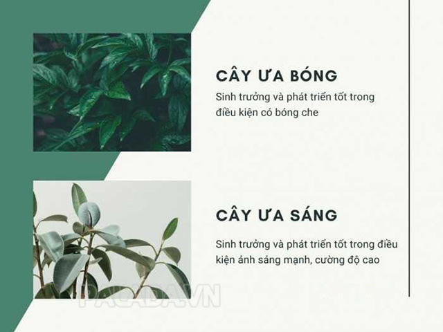 Cây ưa sáng và cây ưa tối