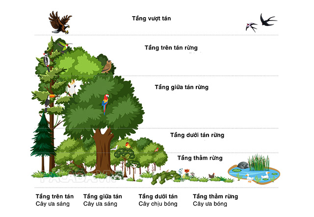 Ví dụ về cây ưa sáng và cây ưa bóng