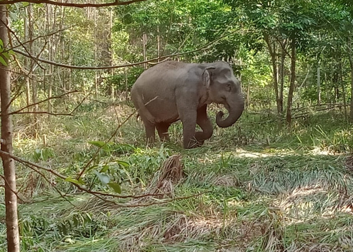 Waduh, Gajah Liar Masuk Pemukiman Warga