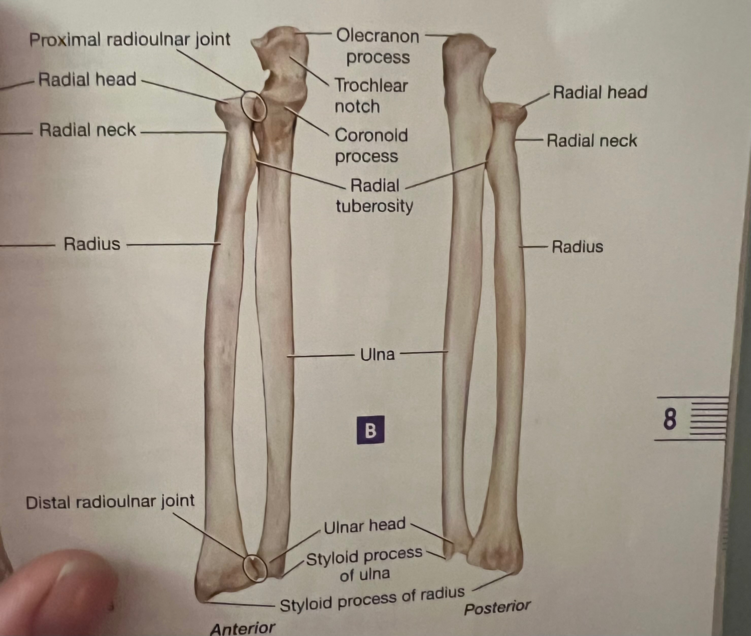 Neck Of Ulna