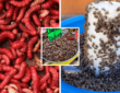 insectos comestibles en hidalgo