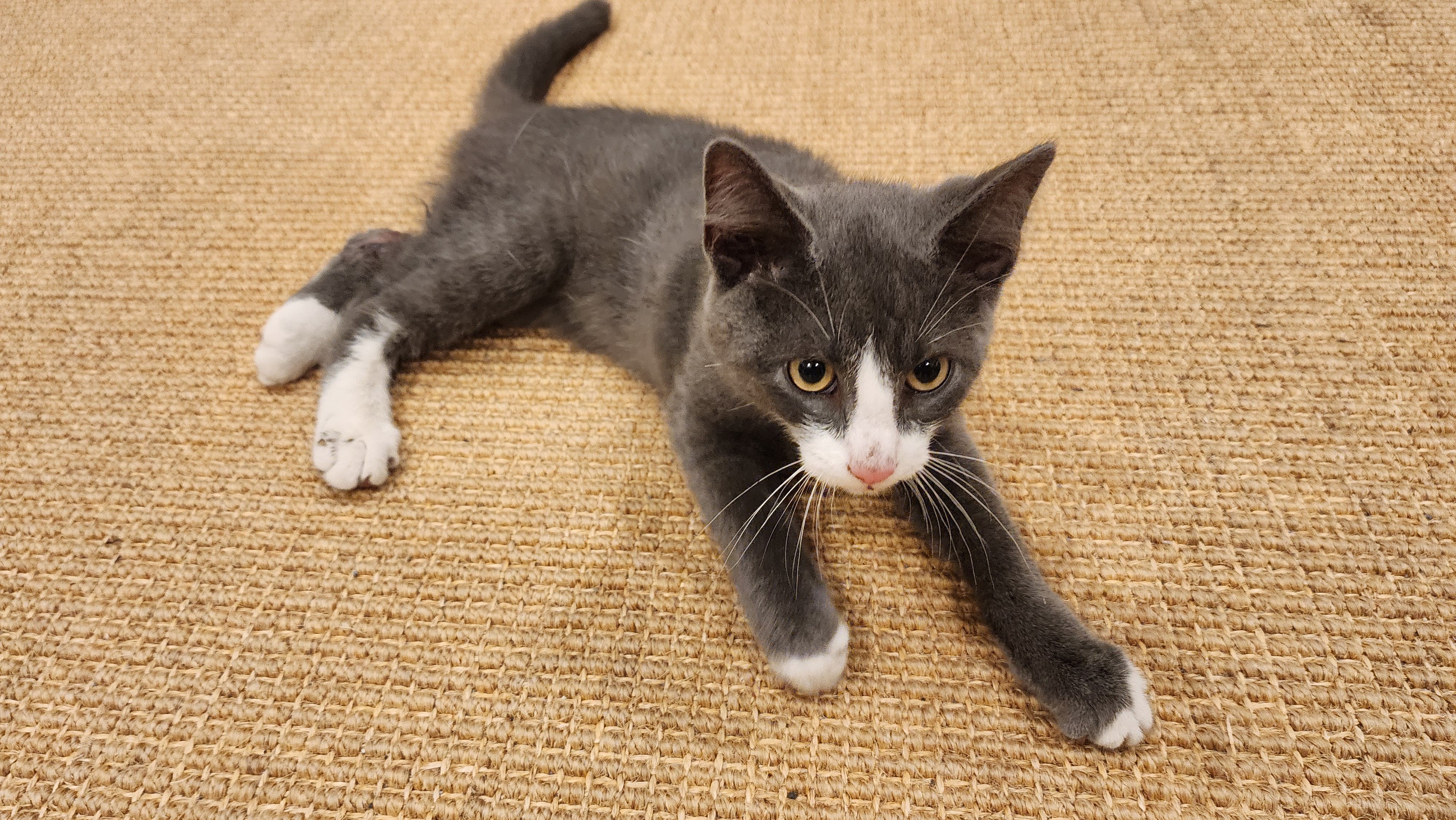 Black and white male kittne found