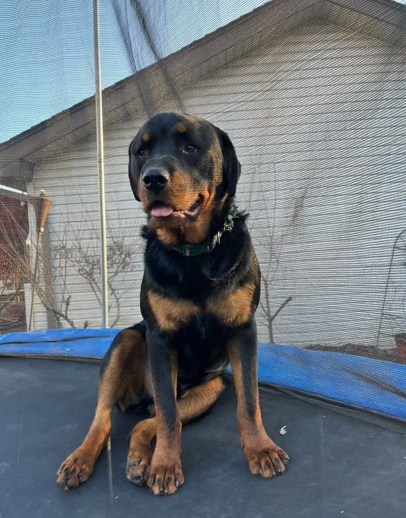 Lost Rottweiler in Chicago Heights Longwood Farms & Olympia Fields Graymoor Area