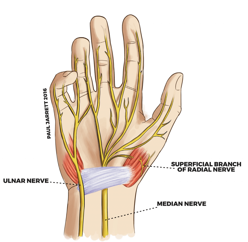 Hand & Wrist Anatomy - Dr Paul Jarrett, Hand, Wrist & Shoulder Surgeon.