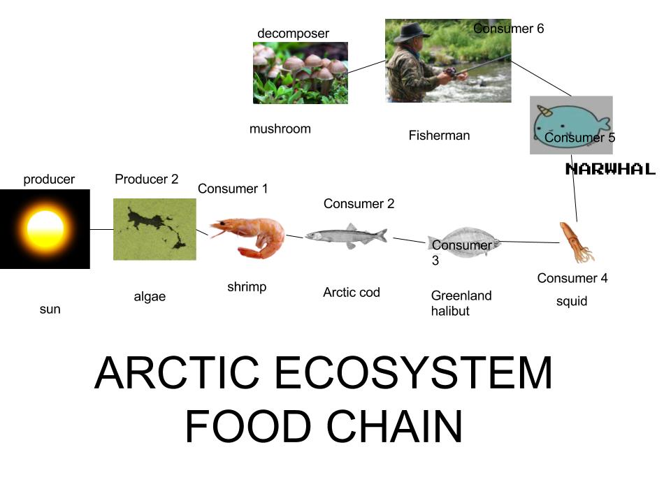 Narwhal Food Chain